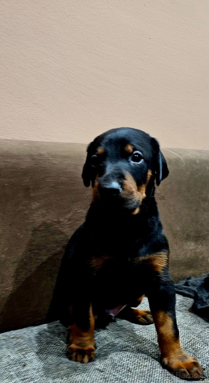 Doberman puppies zum werkaufen - 8