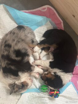 Miniature American Shepherd FCI - 8