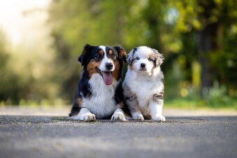 Miniature American Shepherd FCI - 8