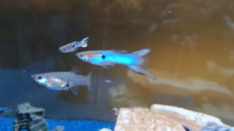 Guppy, Molly - 8