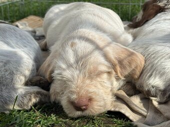 Spinone italiano - 8