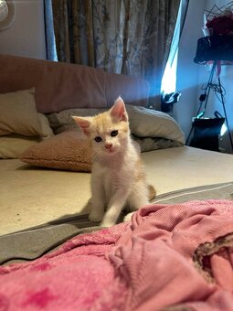 maine coon babys mix - 8