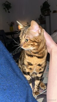 Bengalkater 2.5 Jahre alt Notfall - 8