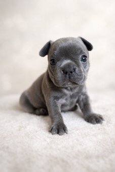 Exklusive Französische Bulldogge Hündin in Blau - 8