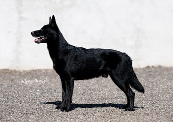 Australian Kelpie w Pedigree - 8