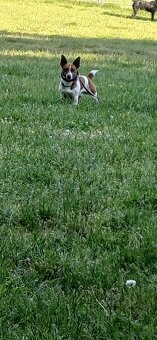 Jack Russell Trrier - 8