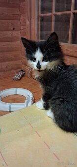 Süsse (langhaar) katzenbabys suchen liebevolles zuhause - 8