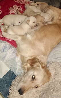 Golden Retriever Welpen - 8
