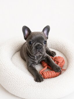 Französische Bulldogge – blaue Hündin mit Stammbaum - 8