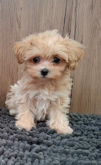 Maltipoo mini - 8