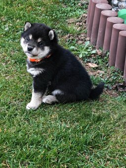 Shiba inu Welpen - 8