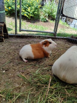 Meerschweinchenbabys zu verkaufen - 8