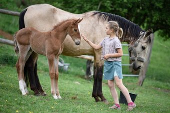 Lusitano Hengst PSL - 8