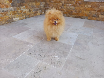 pomeranian - 8
