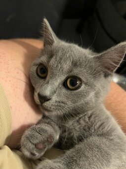 BKH katzen 2 Männchen und 2 Weibchen - 8