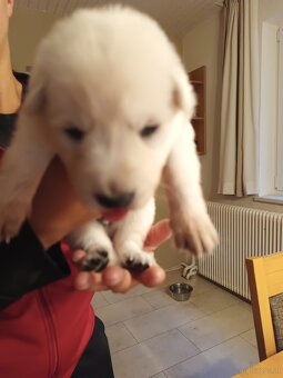 Weiße Schweizer Schäferhund Welpen zu verkaufen - 8