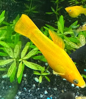 Mollys, Platys und noch mehr zum verkaufen 🐟 - 8