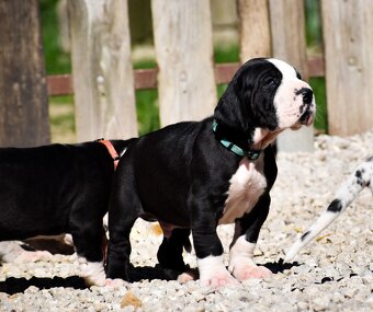 Deutsche Dogge mit Stammbaum - 8