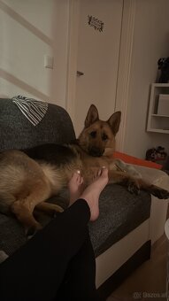 Hund - 8