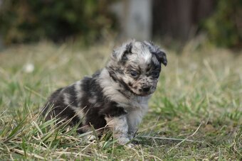 Mu-Chi (Mudi x Chihuahua) Welpen zu verkaufen - 8