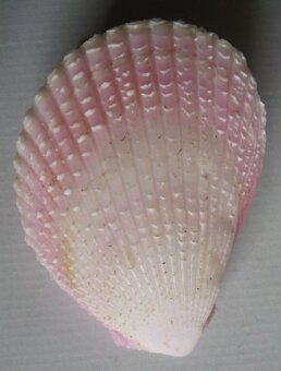 Muschelverkaufsausstellung 28. 3. BRNO - 8