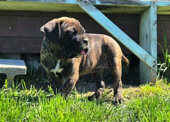 Cane corso mit Stammbaum - 8