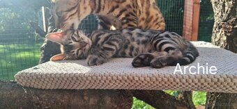 BENGAL-KITTEN MIT FIFe-STAMMBAUM - 8