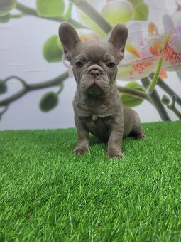 Französische Bulldogge - 8