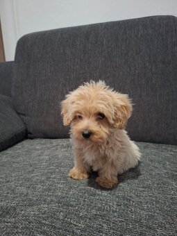 Maltipoo - 8