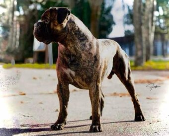 Bullmastiff welpe - 8