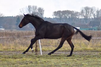 Verkaufe Stute - 8