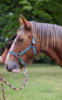Drum horse hengst - 8