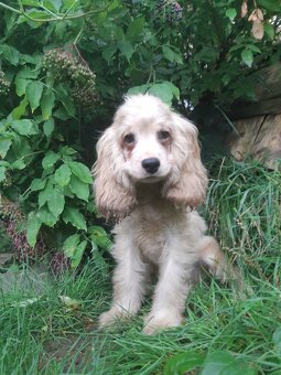 SPANIEL- FREUNDE AUFGEPASST - 8