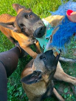 Belgischer Schäferhund (Malinois) - 8