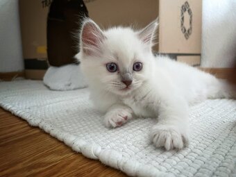 Edelmix Ragdoll Heilige Birma Kitten - 8