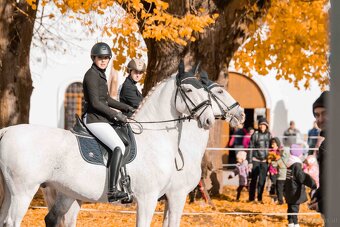 Kladruber horse - 8