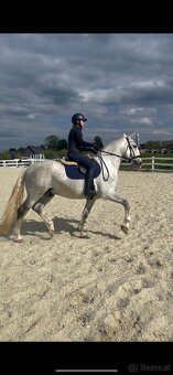 Kladruber horse - 8