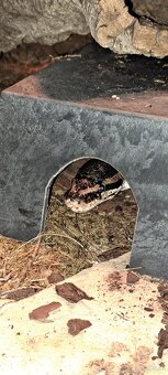 Terrarium inkl. viel Technik - 8