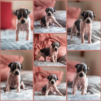 Welpen des Amerikanischen Nacktterriers - 8