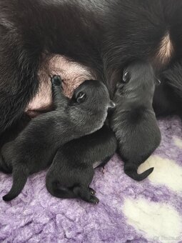 Schipperke - 8