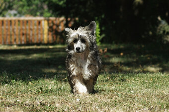 chinese crested dog - hairless - FCI - 8