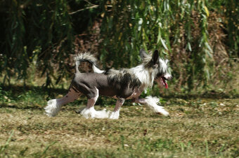 chinese crested dog - hairless - FCI - 8