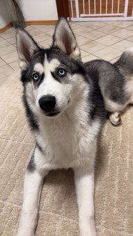 Sibirischer Husky Rüde zu vergeben - 8