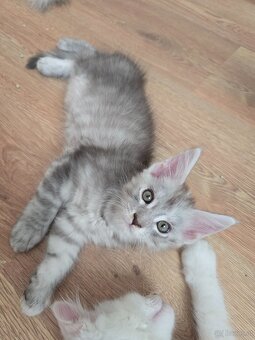 Wunderschöne Maine Coon Kitten zu vergeben - 8