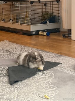 Mini lop Hasen - 8