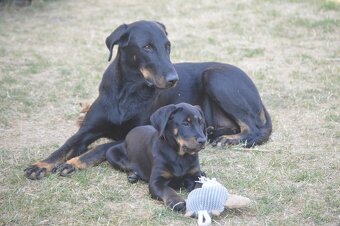 Beauceron Welpen (Berger de Beauce) - 8