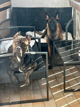 Welpen Malinois x Cane Corso - 8
