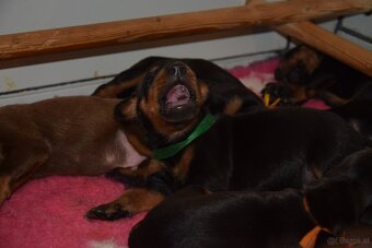 Dobermann - spitzen Welpen mit FCI Ahnentafel - 8