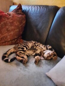 Bengal Kitten suchen 5Sterne zu Hause - 8
