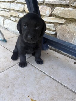 Reinrassig Labrador Welpen - 8